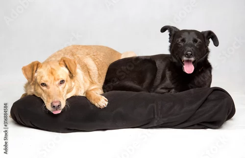 Obraz Dwa leżące psy