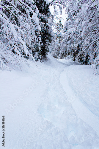 white full snow forest ski road way into trees forest nature 