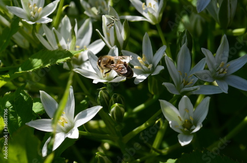 flowers, wasp, bee, white flowers photo