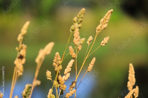 yellow wild flowers in the nature