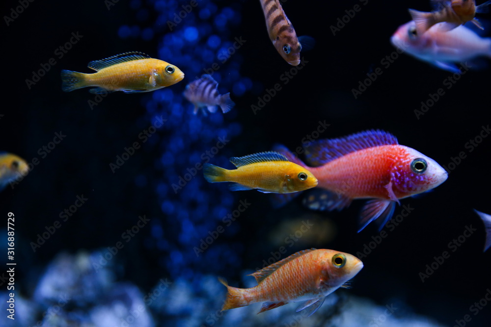 backdrop of colorful aquarium fish on dark background backdrop of colorful aquarium fish on dark background