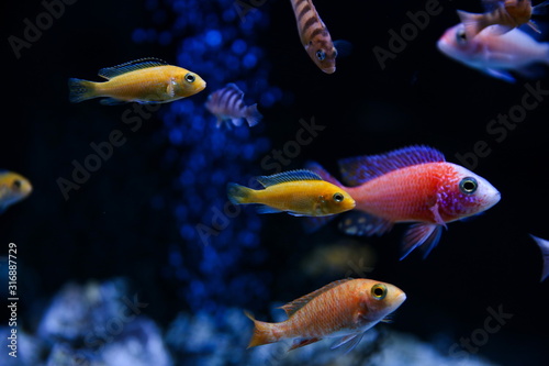 backdrop of colorful aquarium fish on dark background