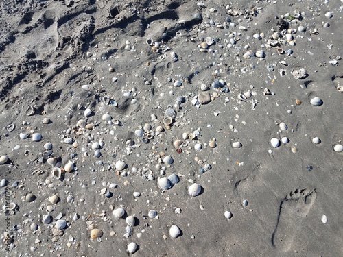 sand at beach with shells and foot prints