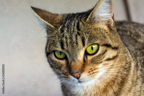 Front view of a beautiful cat with penetrating eyes