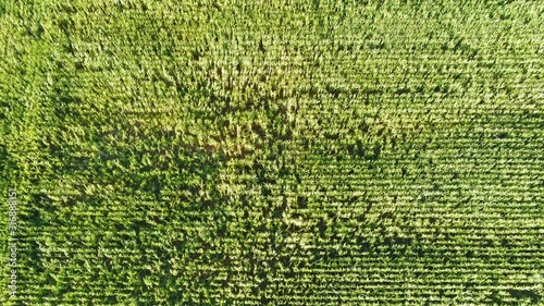 Drone footage of large green farm field near Castro de Castromaior in Lugo, Spain on a partly cloudy day with camera panning up to reveal the ancient ruins and beautiful countryside horizon photo