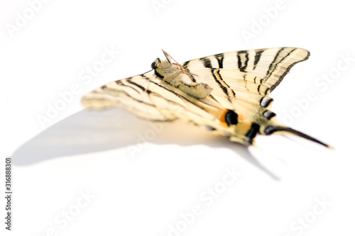 Macro shot of a dead butterfly on white background