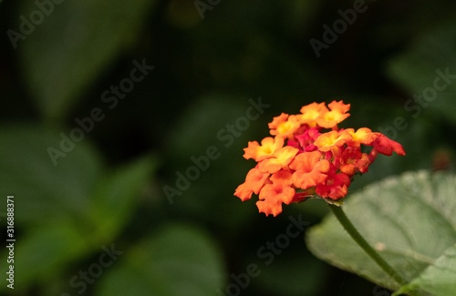 Closeup of an orange West Indian Lantana surrounded by greenery with a blurry background photo