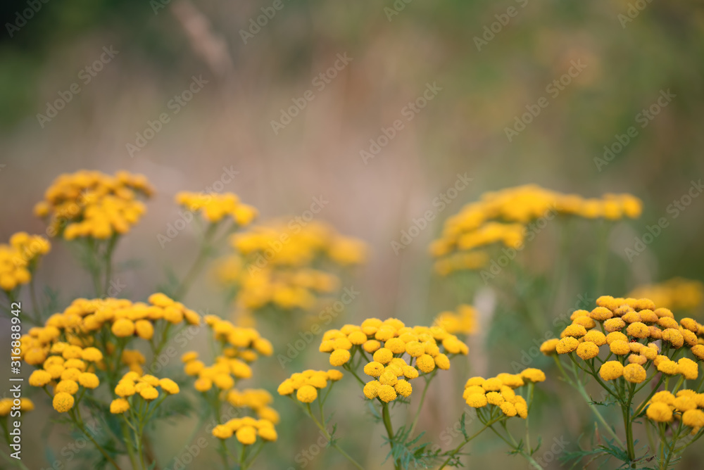 Tansy or Tanacetum Vulgare herbaceous flowering plant of The Aster family