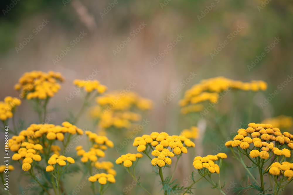 Tansy or Tanacetum Vulgare herbaceous flowering plant of The Aster family Tansy or Tanacetum Vulgare herbaceous flowering plant of The Aster family