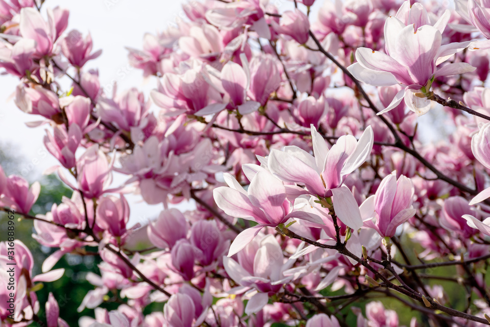 Obraz premium pink blossom of magnolia tree. big flowering on the twigs in sunlight. spring season in the garden. bright ornamental background