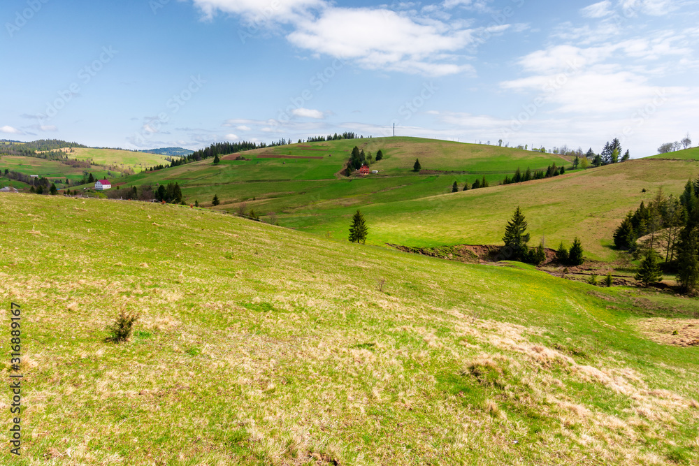 Fototapeta premium rolling hills of carpathian countryside in spring. beautiful rural landscape of ukraine. green grassy meadows and fluffy clouds on the blue sky