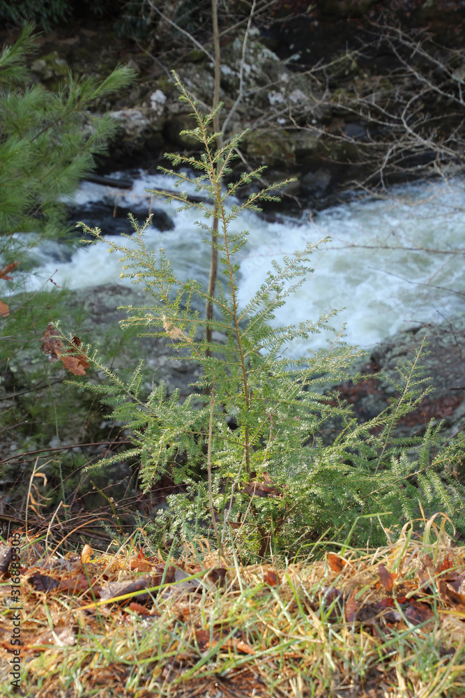 Pine Tree Starting Out Pine Tree Starting Out