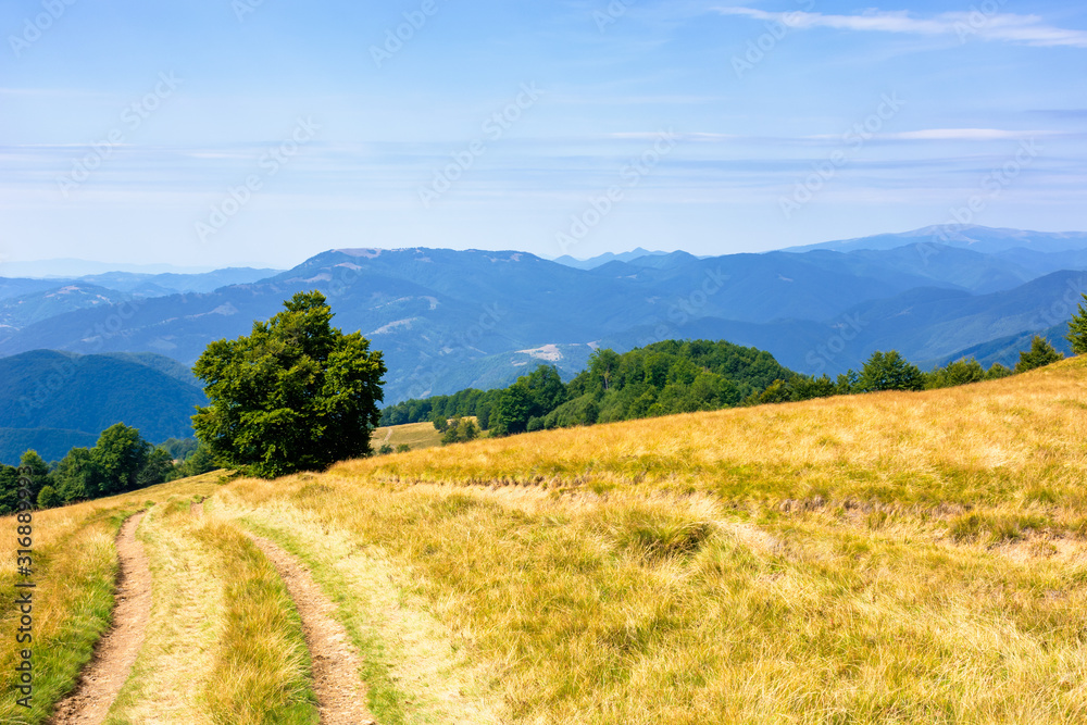 mountainous countryside in summertime. country road down the hill through the grassy meadow. trees along the path. sunny weather with cloudless sky. explore back country concept