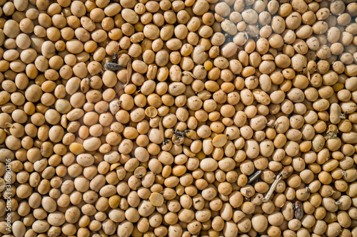 Soya Beans, Soybeans Background. Soybeans texture. top view. Healthy food. soy pattern. soya Raw bean seed food organic. High in fiber, supplementary food, Protein healthy food