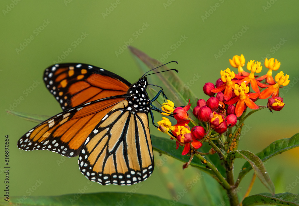 Fototapeta premium Monarch Butterfly on flowers, Pinckney Island NWR, South Carolina