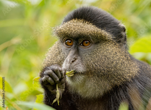 Golden Monkey in Volcanoes National Park, Rwanda