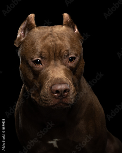 Pit Bull Terrier dog on a dark background. Portrait of a pet in the studio. Serious animal © annaav