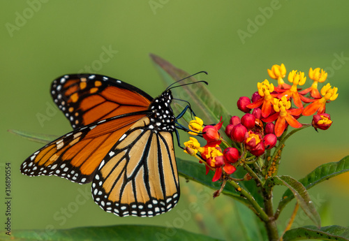 Monarch Butterfly on flowers, Pinckney Island NWR, South Carolina photo