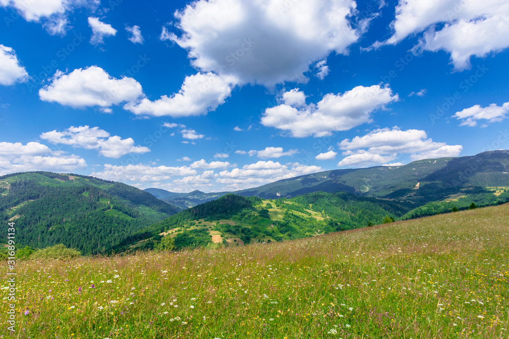 mountain meadow with wild herbs and green grass. wonderful summer scenery at high noon. forested hills roll off in to the distant ridge. sunny weather with beautiful cloudscape on the blue sky