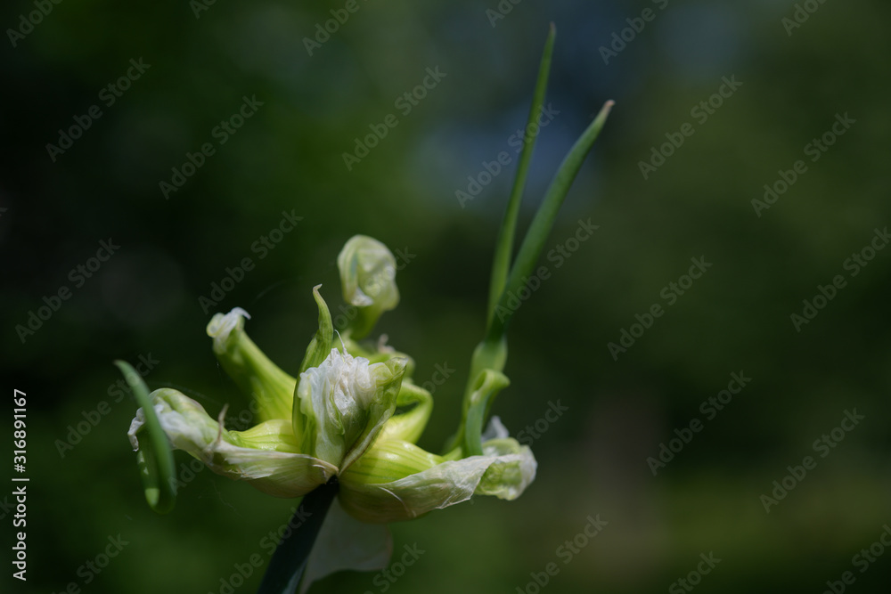 Tree onion, topsetting onion, walking onion, or Egyptian onion (Allium proliferum ) with young bulblets growing at the top of the stalk green background with copy space, close up Tree onion, topsetting onion, walking onion, or Egyptian onion (Allium proliferum ) with young bulblets growing at the top of the stalk green background with copy space, close up