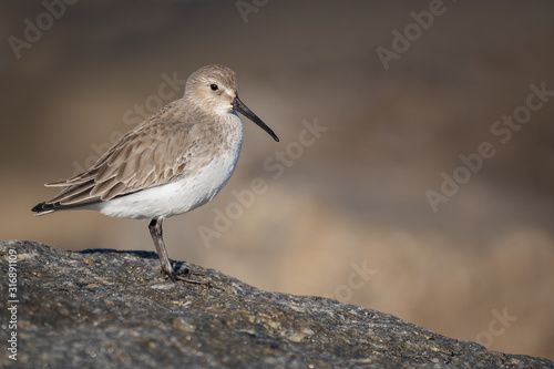 Dunlin Perched on Rock