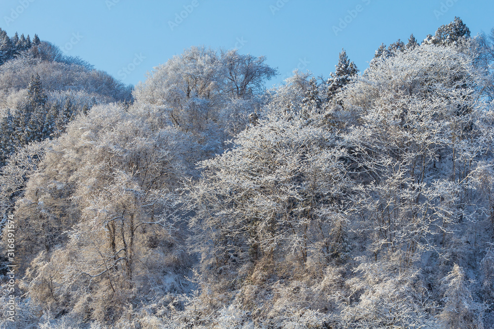 秋田県の雪景色 冬の朝 山と森林 秋田県の雪景色 冬の朝 山と森林