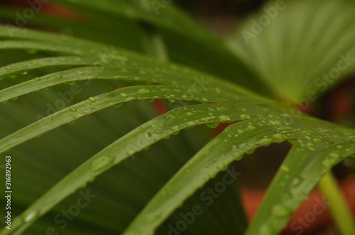 Closeup of Saw palmetto with water drops on the leaves with a blurry background photo