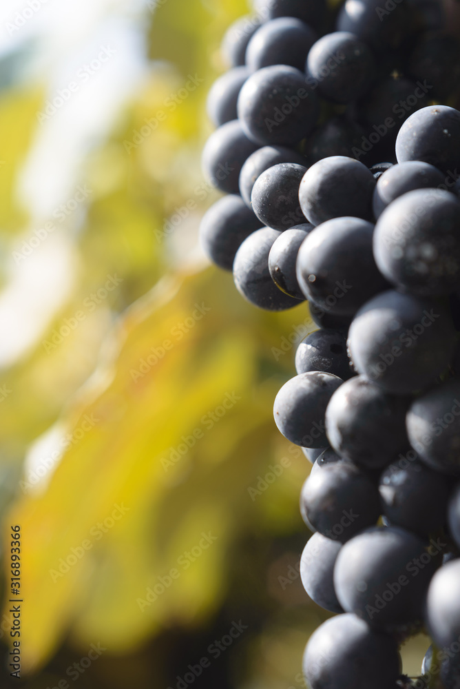 Grapes and grapevine at a vineyard in Brazil Grapes and grapevine at a vineyard in Brazil
