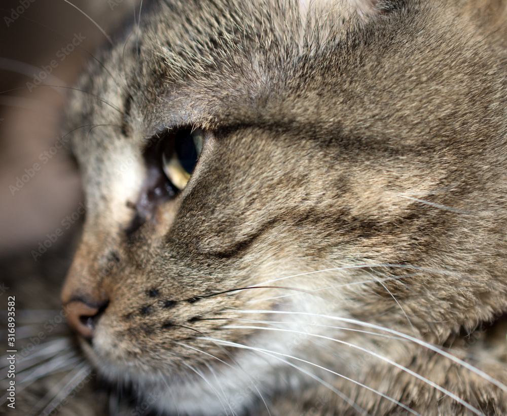 Side shot of a cat's face. Side shot of a cat's face.