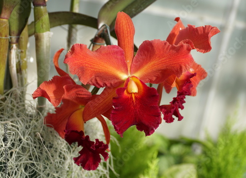 Beautiful and stunning red color of cattleya orchid flowers