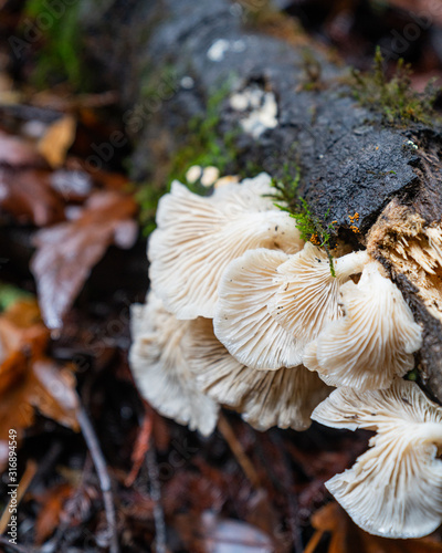 Oyster Mushrooms on Log