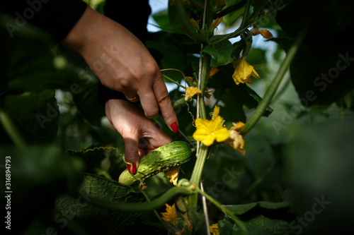Close-up woman cuts ripe cucumbers from branch.