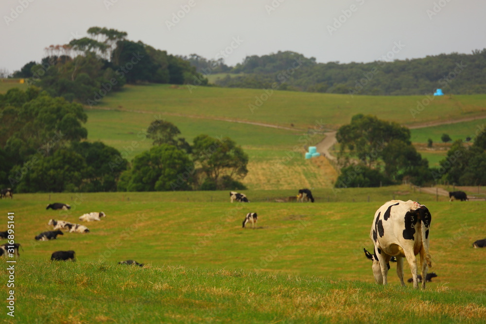 cattles on a farm landscape in Victoria, Australia