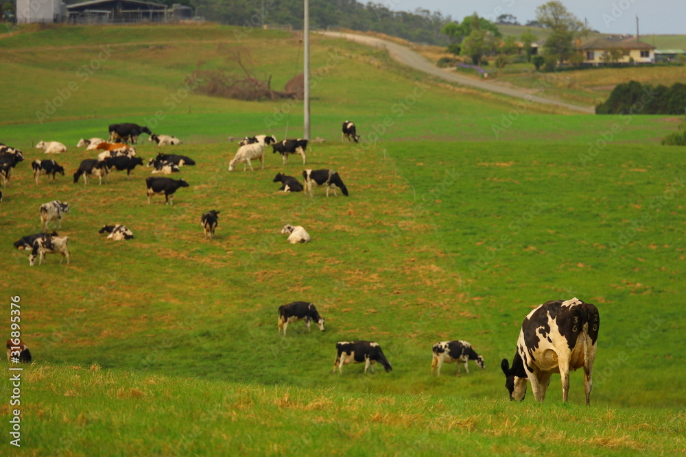 cattles on a farm landscape in Victoria, Australia cattles on a farm landscape in Victoria, Australia