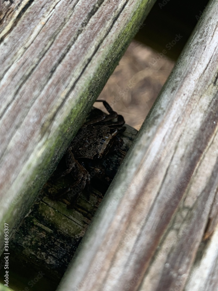 Obraz premium texture of wood with crab