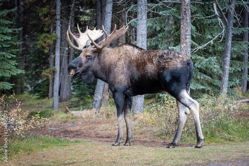 фотографія Closeup of bull moose in a forest in Jasper National Park, Alberta