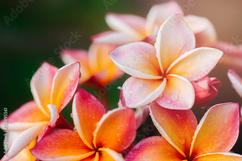 Plumeria flower.Pink yellow and white frangipani tropical flora, plumeria blossom blooming on tree.  © Natnawin