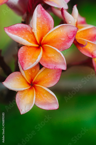 Plumeria flower.Pink yellow and white frangipani tropical flora, plumeria blossom blooming on tree. 
