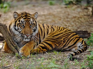 Tiger sitting in the Jacksonville zoo surrounded by branches and leaves with a blurry background