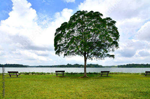 Upper Seletar Reservoir Lone Tree in between benches photo