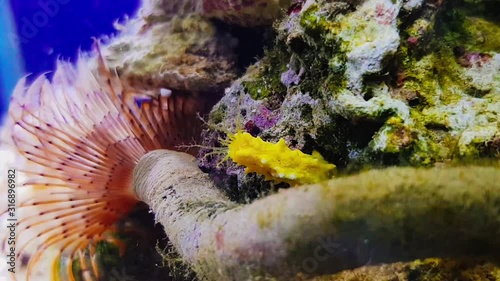 4K timelapse video of Yellow small sea cucumber - Colochirus robustus photo