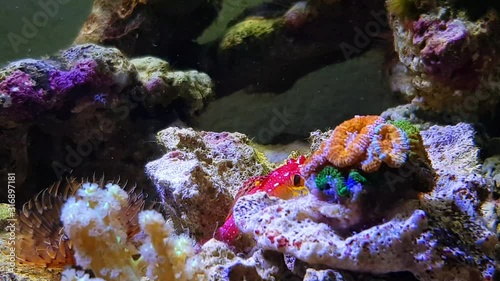 4k Video of Ruby red dragonet fish in aquarium