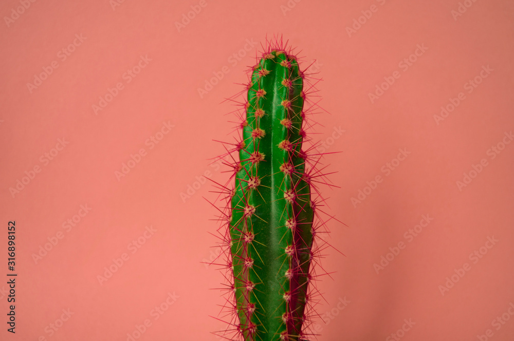 Naklejka premium Cactus in a pot. Pink color.