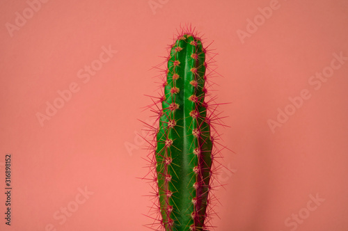 Cactus in a pot. Pink color.