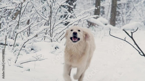 White dogs of the Golden Retriever breed in the winter fairy-tale forest.Day. The snow is falling.