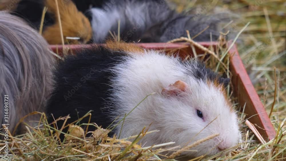 Close up of guinea pig chewing and eating. Close up of guinea pig chewing and eating.