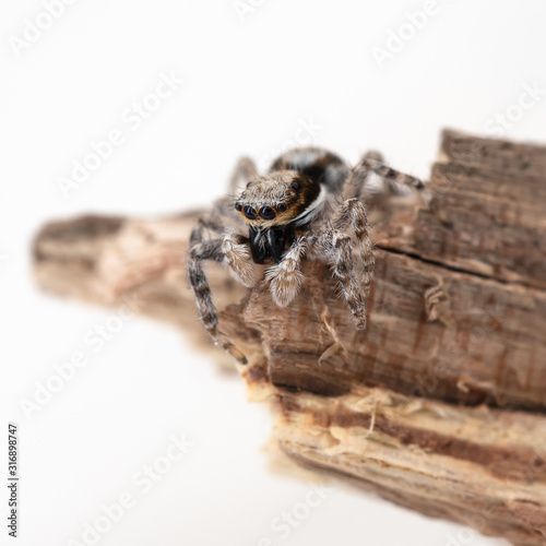 Jumping spider on white background