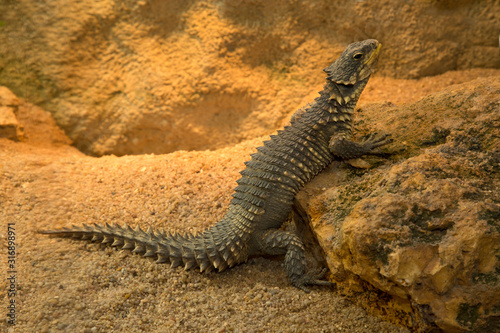 Tableau sur toile Sungazer, giant girdled lizard or giant dragon lizard or giant zonure (Smaug giganteus, syn