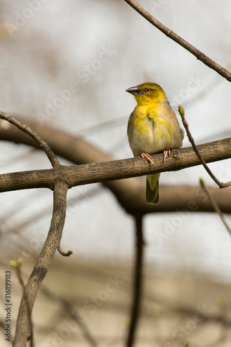 Village Weaver (Textor cucullatus). photo