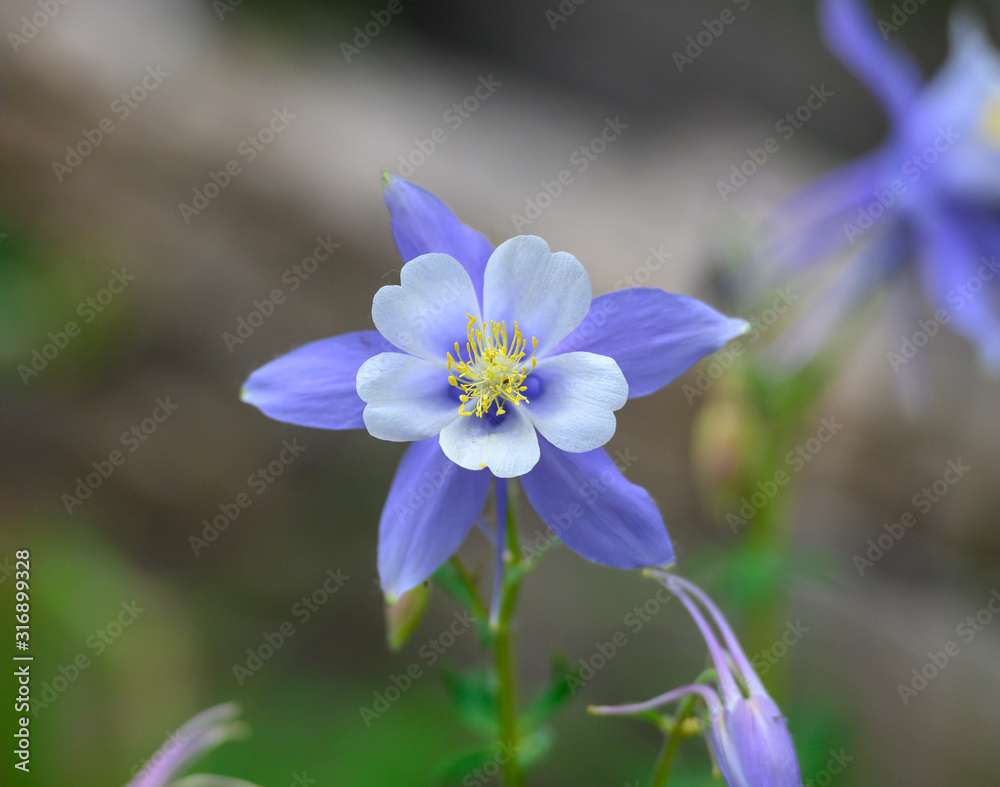 Columbine Flower Close Up Columbine Flower Close Up